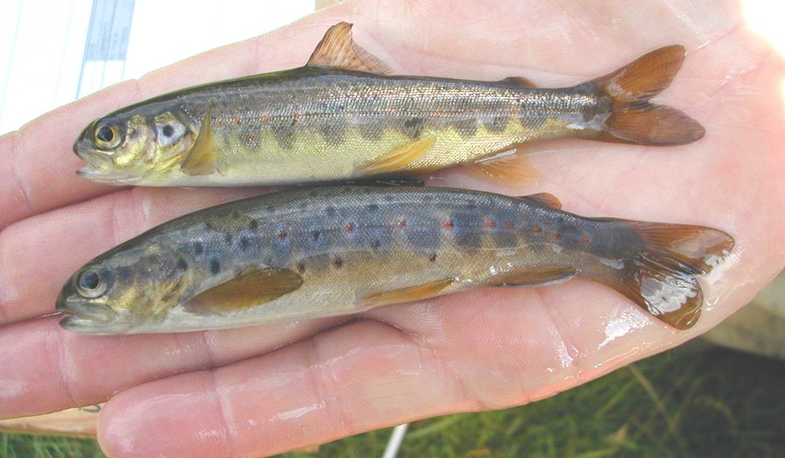 Natural Resources Wales / ‘Index river’ monitoring for salmon and sea ...