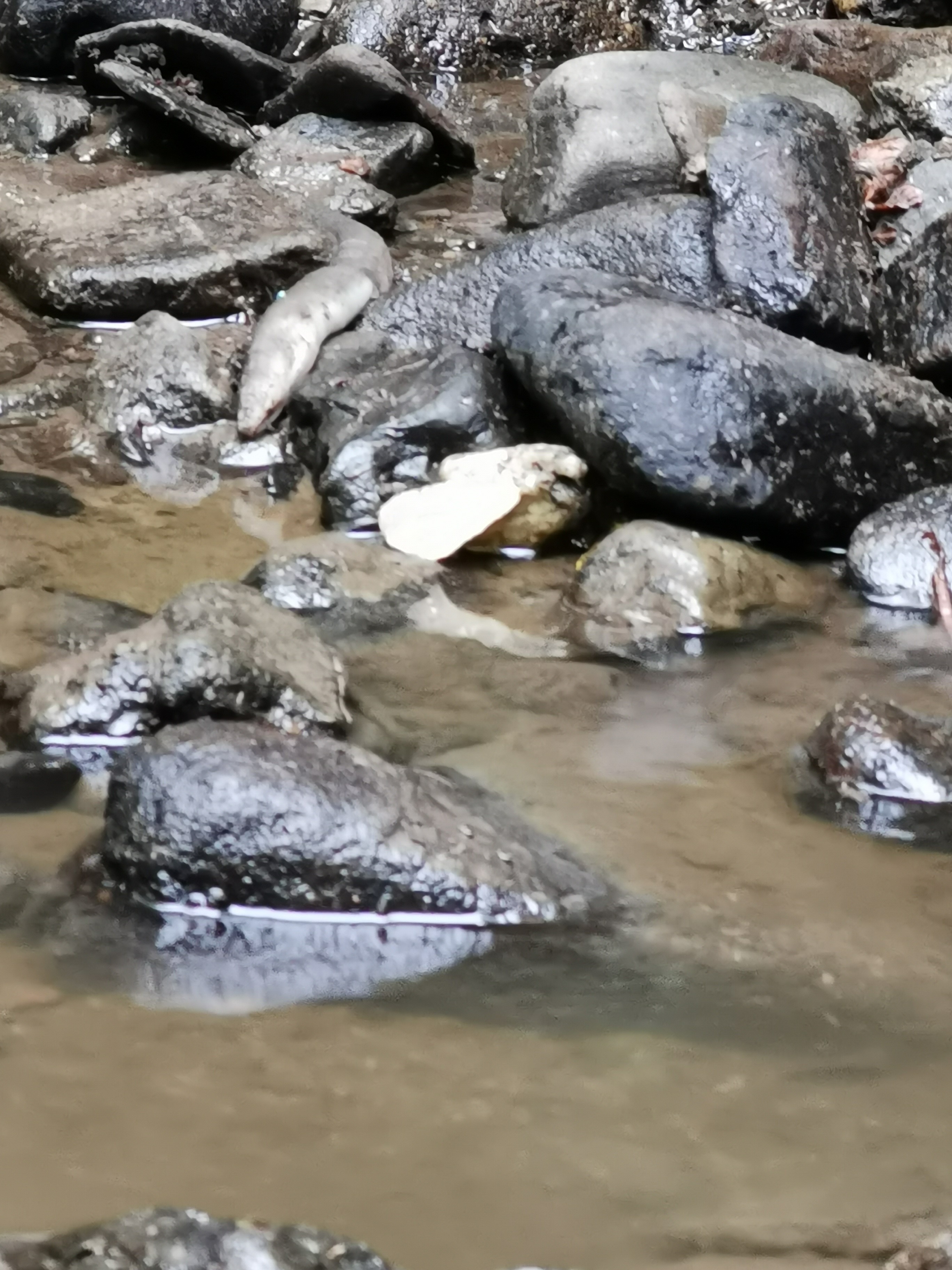 Photo of a polluted river with a dead eel lying on rocks