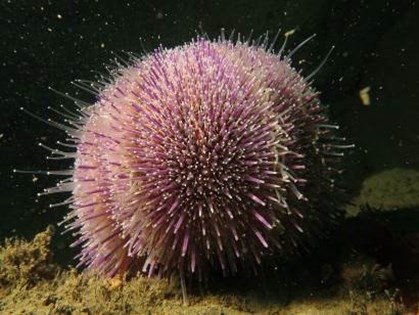 urchin at skomer
