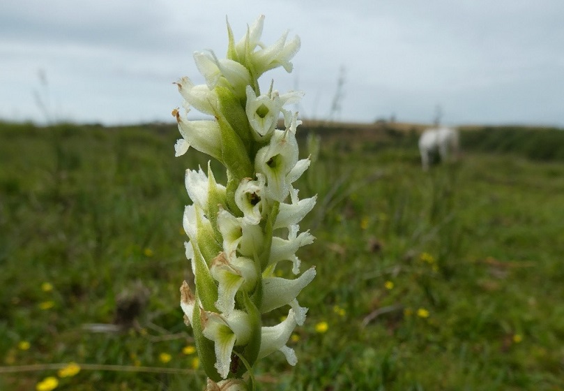 Irish lady's-tresses orchid