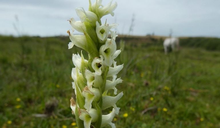 Irish lady's-tresses orchid