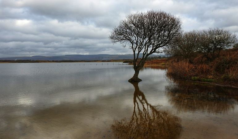 Photo of Kenfig Pool showing with a tree in the foreground and dunes and mountains in the background