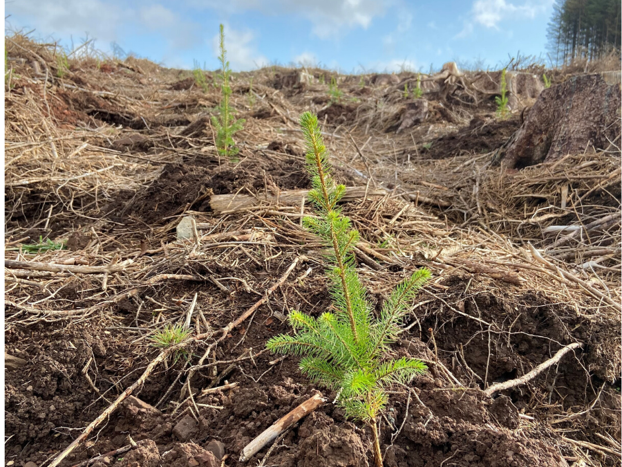 Image of a tree growing that has been planted 