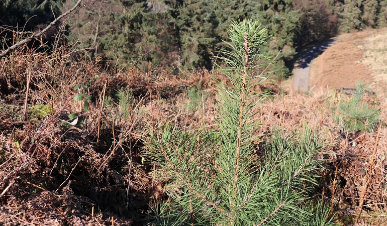 Image of vegetation at Cwmcarn