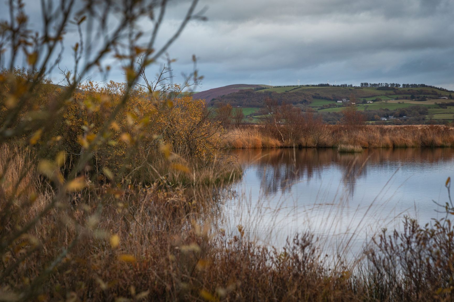 Cors Fochno bog