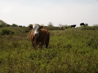 cattle grazing Merthyr Mawr
