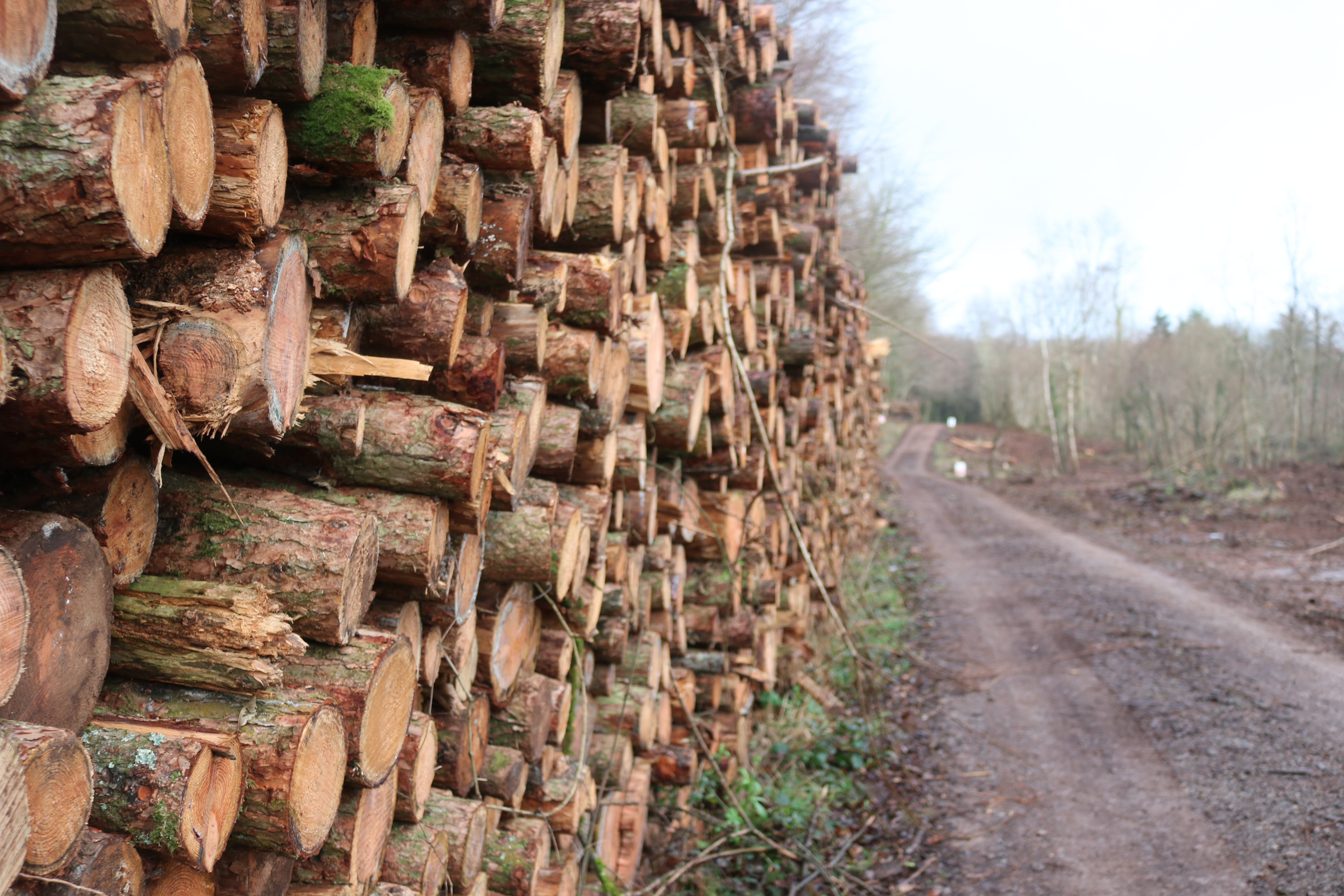 Stacked timber of side of forest road