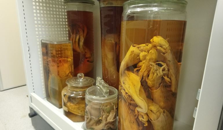 Marine invertabrate specimens 