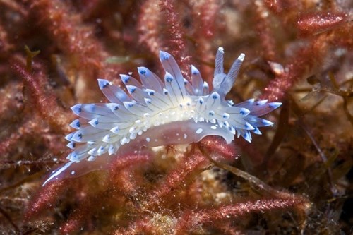 A clear and blue nudibranch, image taken off of the coast of mid-Wales
