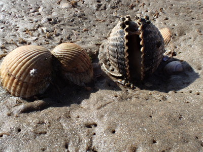 Cockles