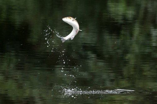 Fish leaping out of water