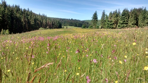 Hay meadow with forestry in the background