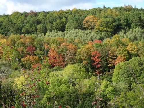 Landscape shot of deciduous woodland at Dyfnant in early autumn