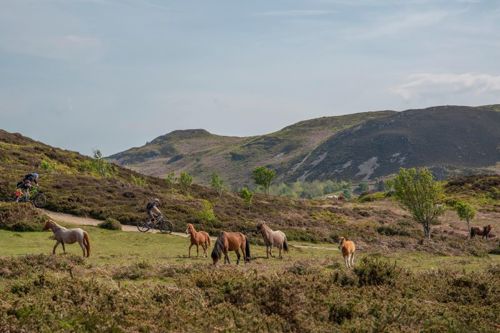 Beiciau mynydd a merlod Gwyllt yn pori ar y Carneddau gyda mynydd anghysbell a garw yn y cefndir