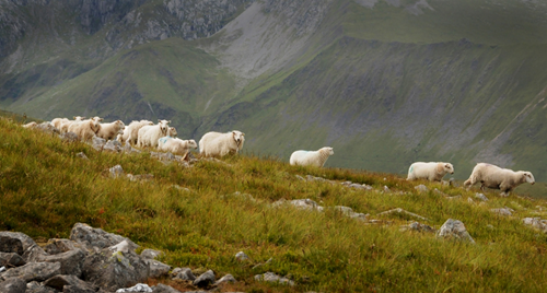 Sheep on a mountain in Snowdonia