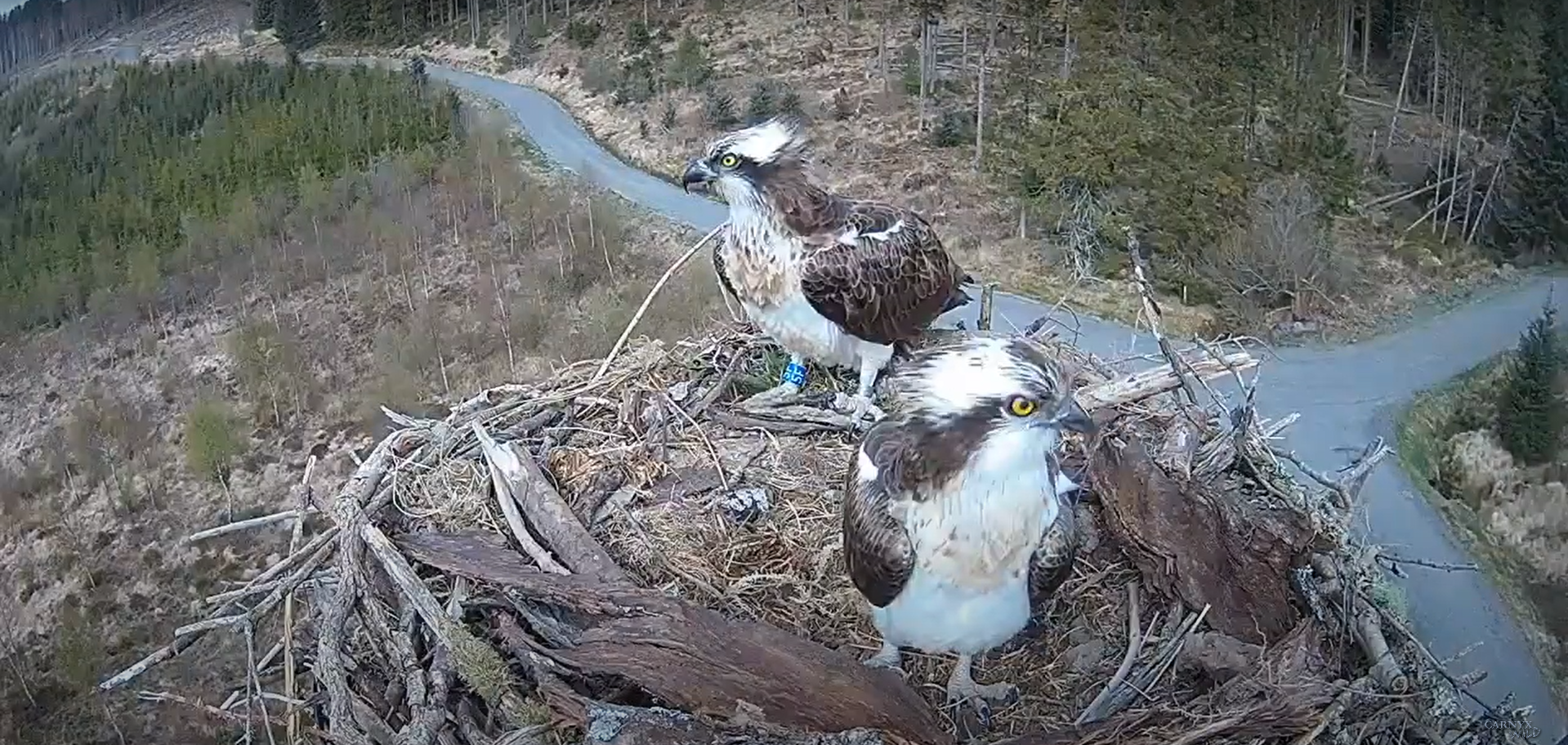 Clywedog Ospreys