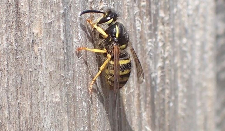 A wasp collecting wood for its nest