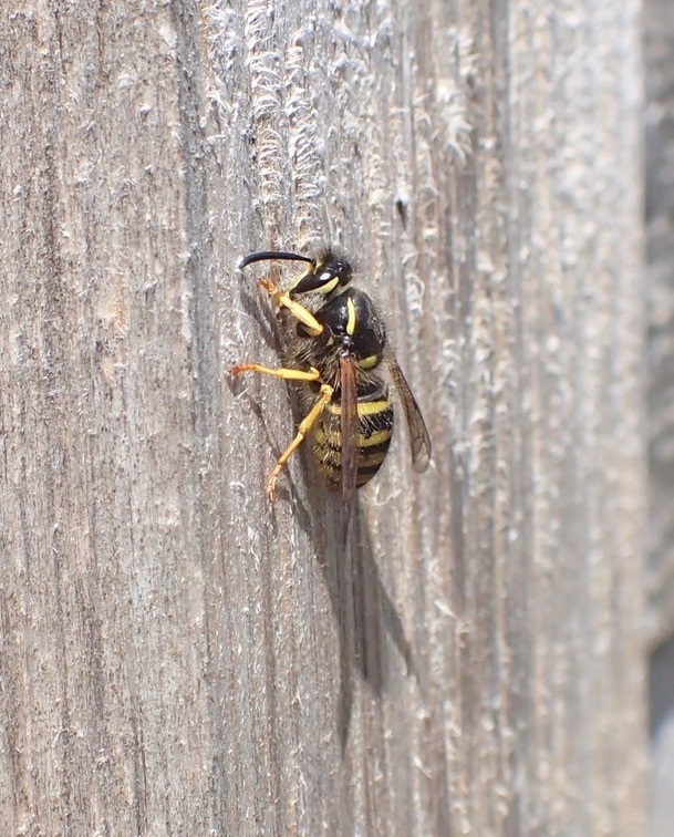 A wasp collecting wood for its nest