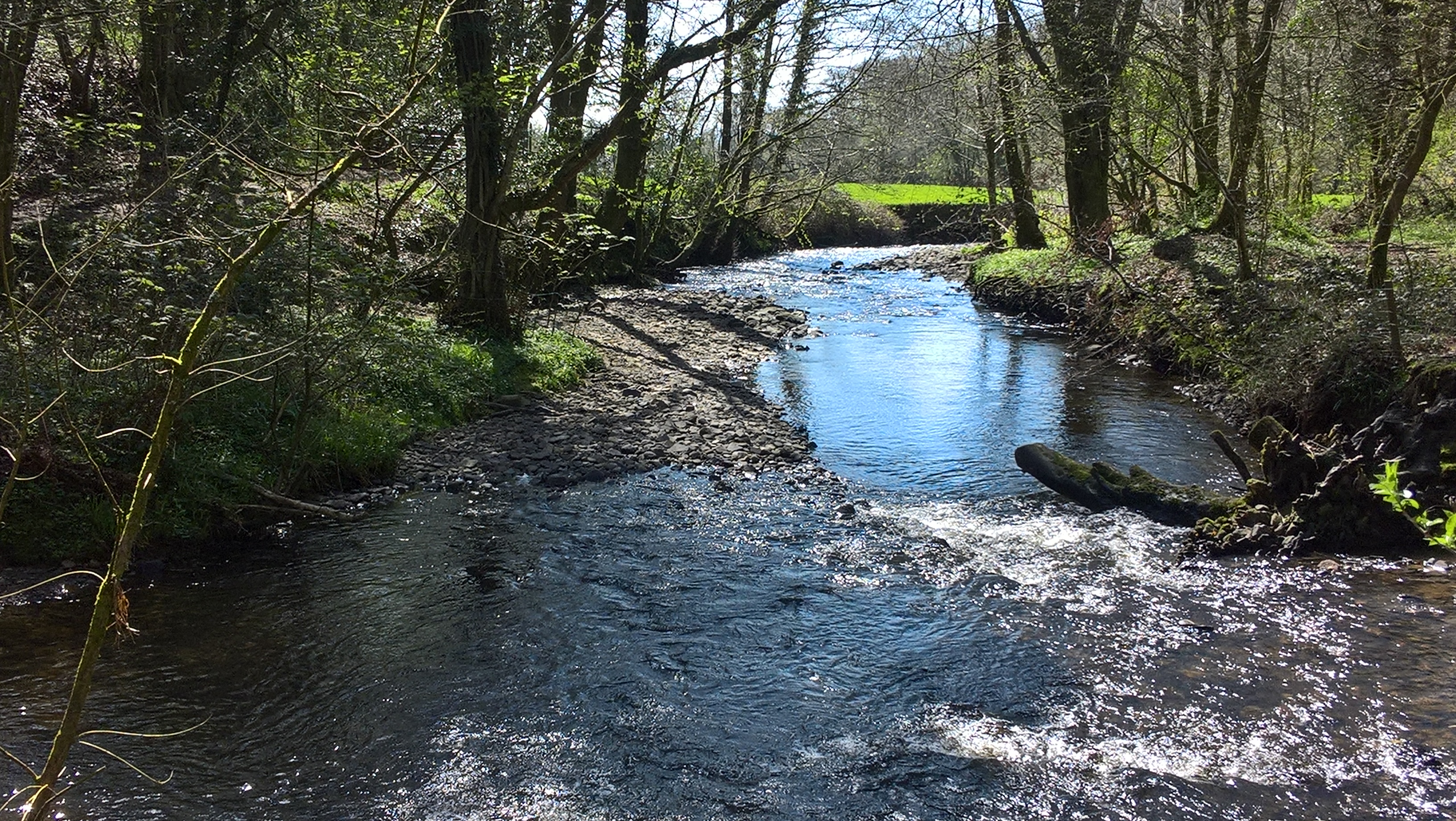 Rhan naturiol o'r afon yn dangos heigiau graean digyffro