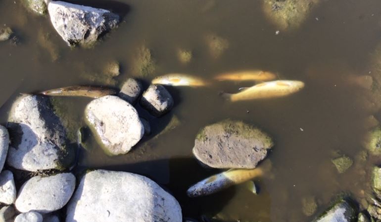 Dead fish on the bank of Afon Peris after pollution