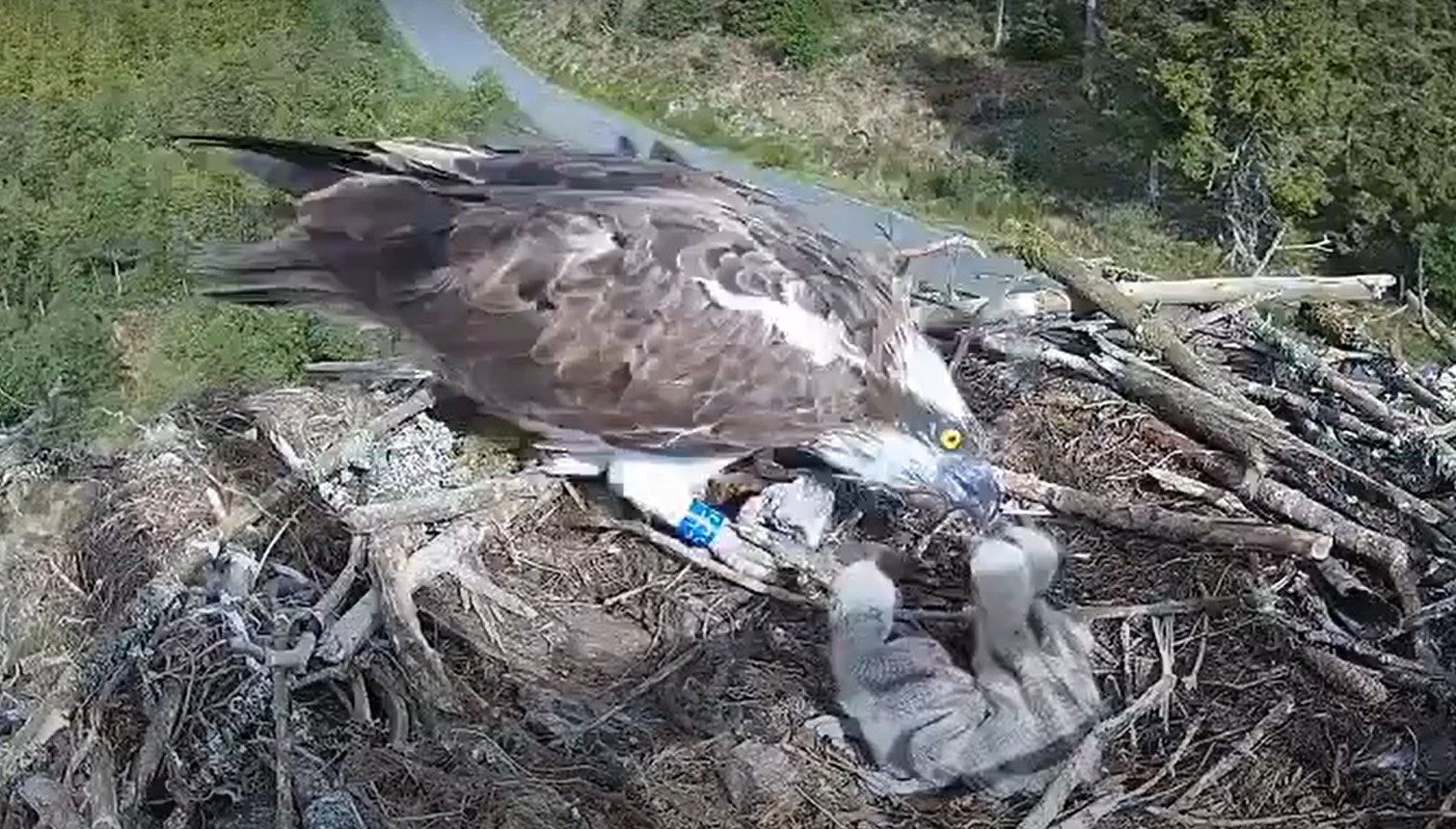 Female osprey feeding three young chicks in a nest in a tall tree