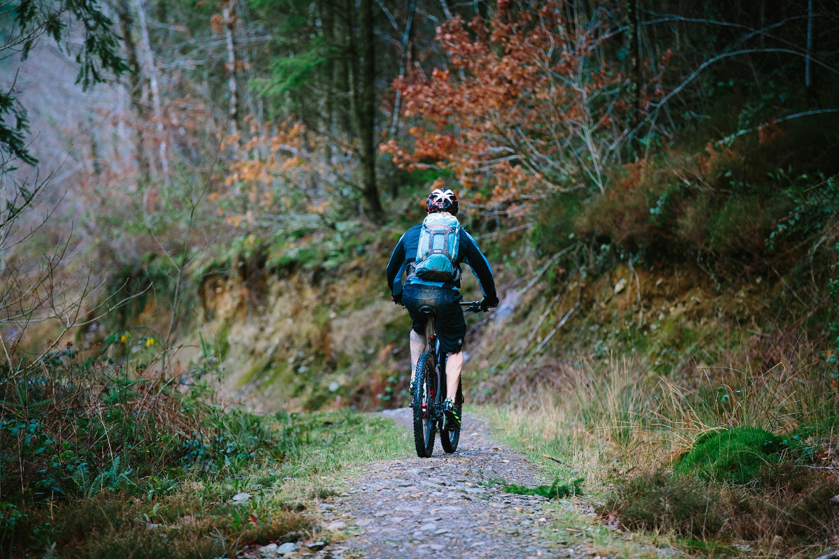 Brechfa Forest, Wales