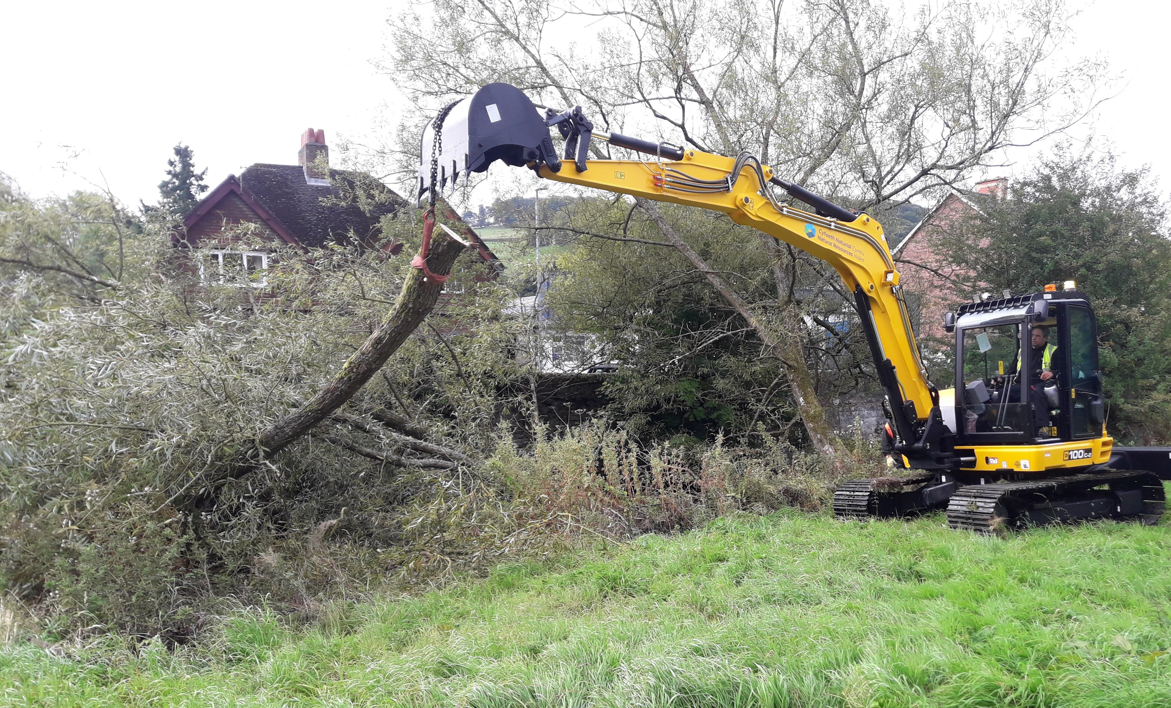 JCB removing a large tree from the river Teme