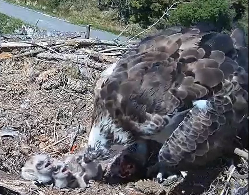 An image from the live stream footage of three newly hatched chicks in the nest being fed by a parent