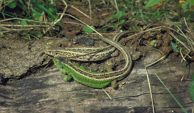 Two sand lizards on a log 