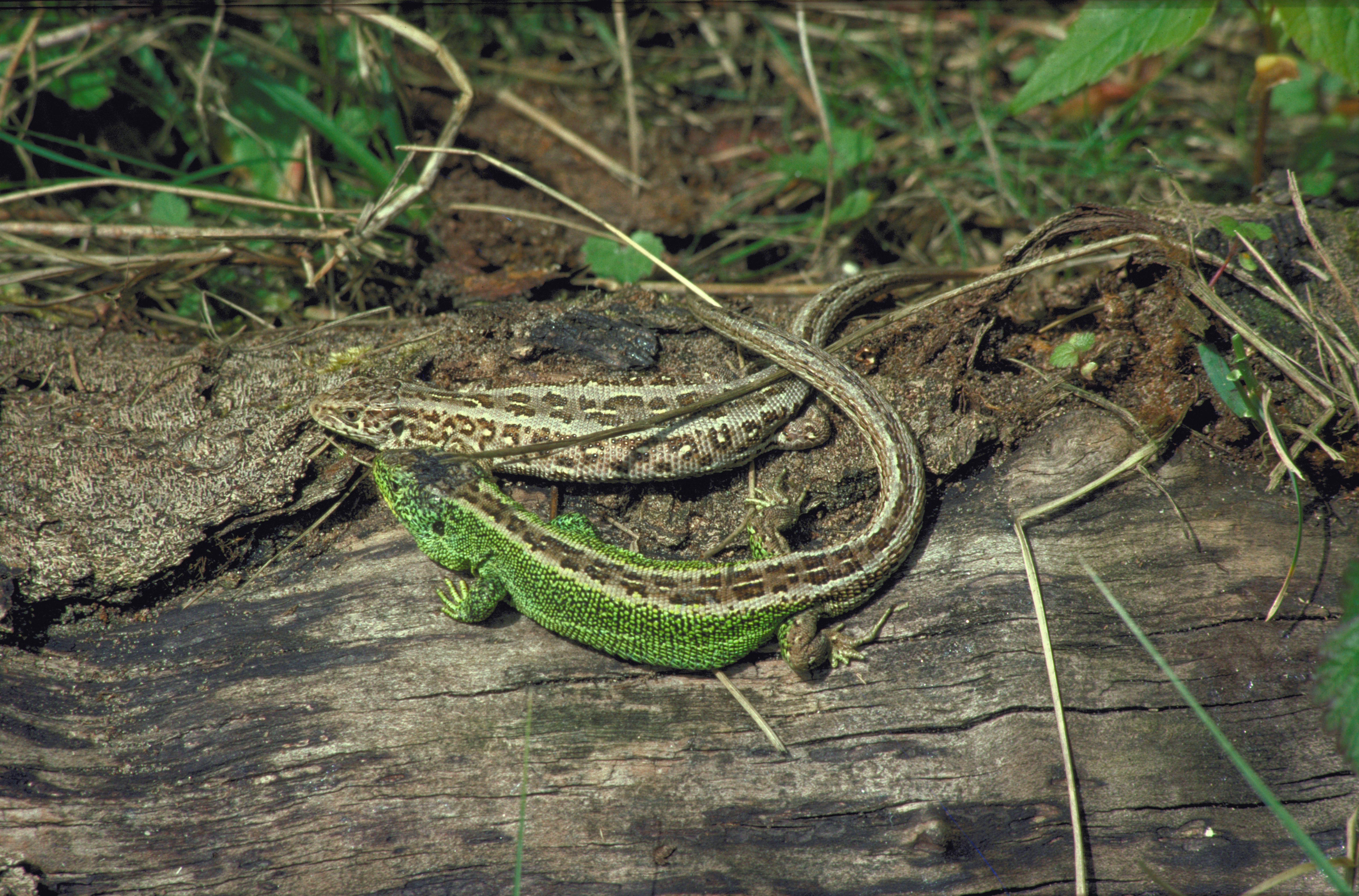 Сросшиеся ящерицы. Lacerta Agilis. Прыткая и живородящая ящерицы. Живородящая ящерица (Lacerta vivipara). Прыткая ящерица.