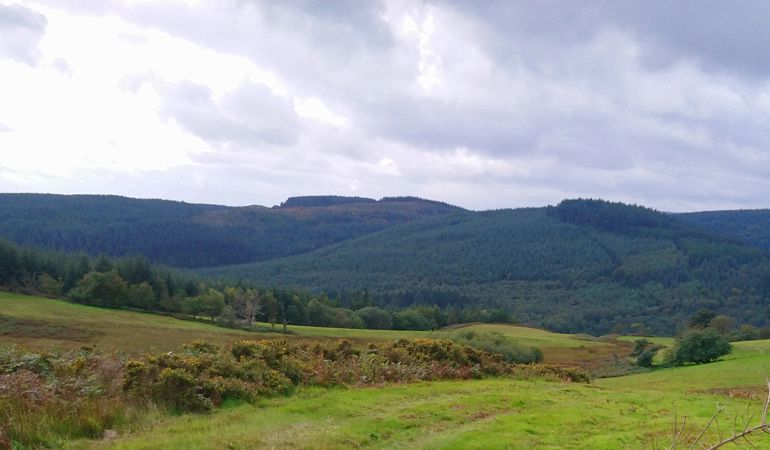 Llun panoramig o Goedwig Dyfnant Llun panoramig o Goedwig Dyfnant
