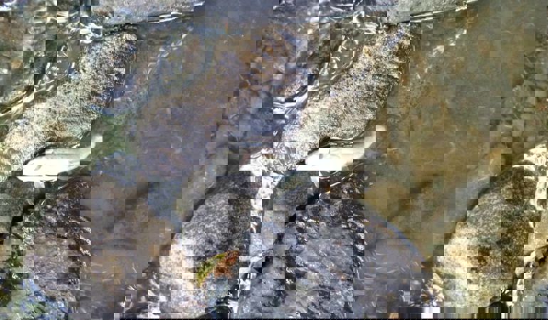Pysgod marw yn yr Afon Dulas Pysgod marw yn yr Afon Dulas