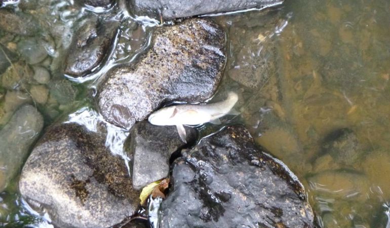 Fish kill in Afon Dulas