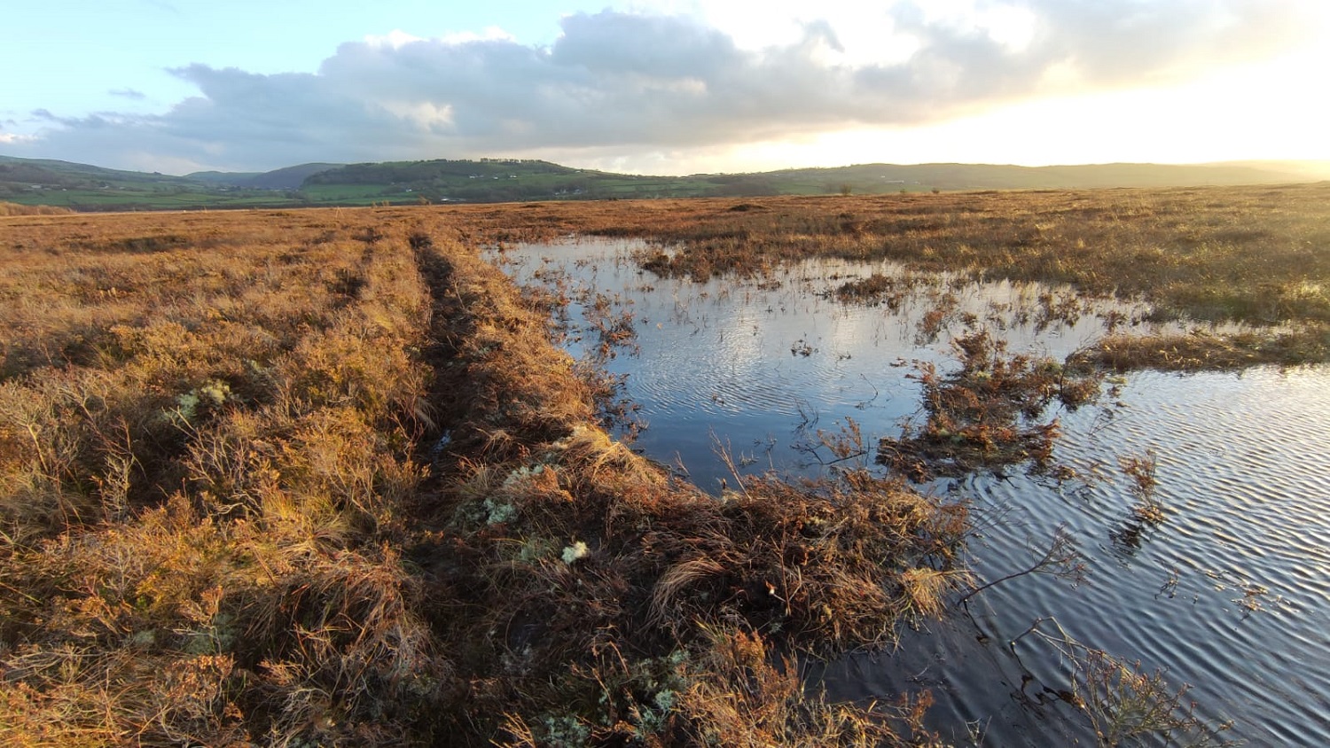 Bunding restoration work on Cors Fochno