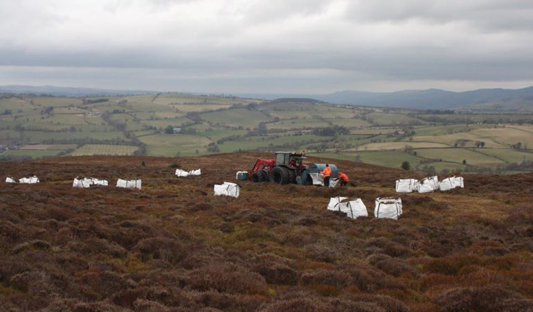 Heather being harvested and bagged before being airlifted 