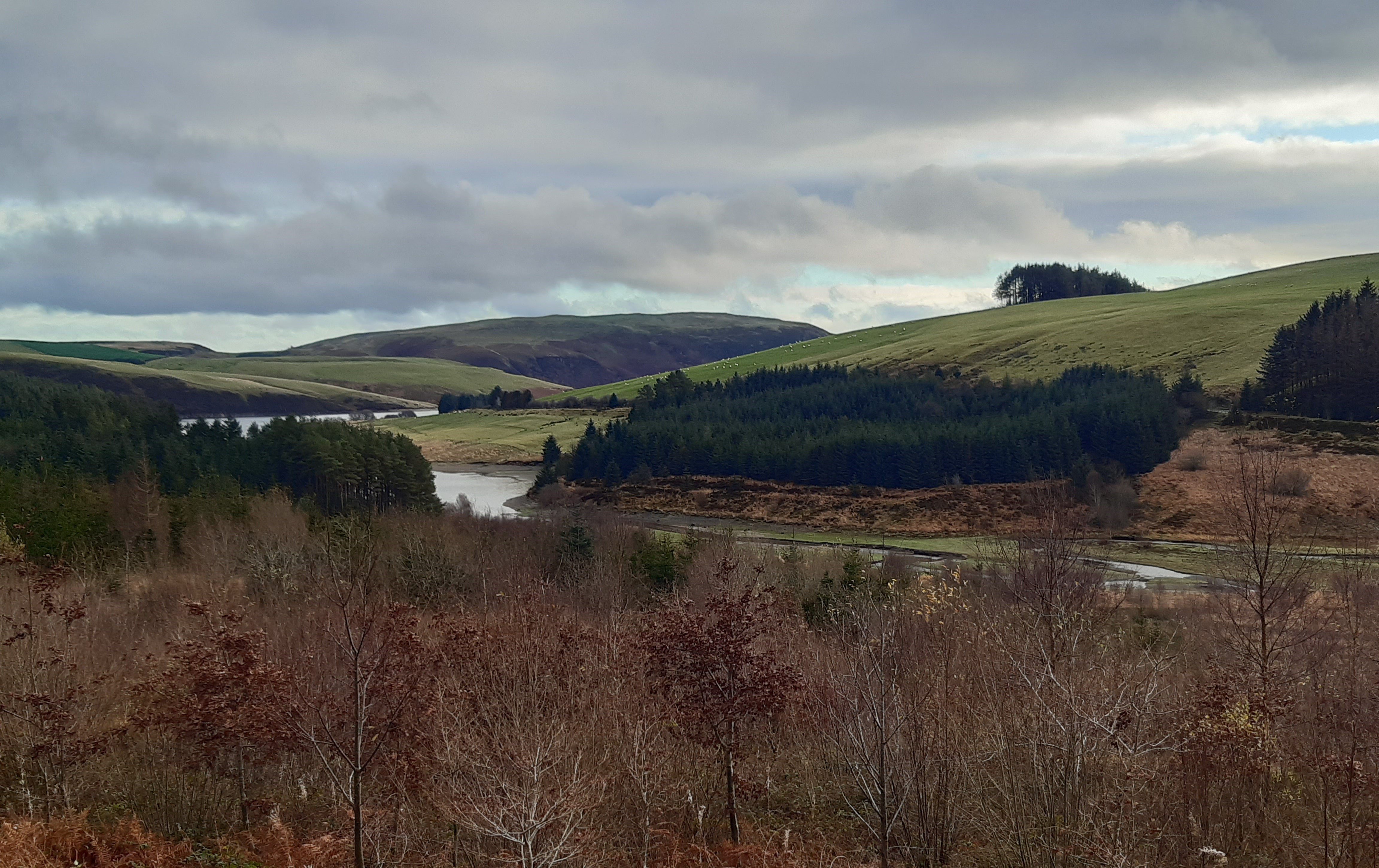 Bryn yng Nghoedwig Hafren a Llyn Clywedog