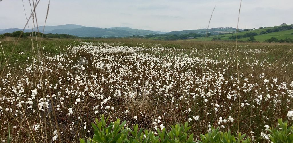 Natural Resources Wales Dyfi National Nature Reserve Cors Fochno Near Aberystwyth Natural Resources Wales Dyfi National Nature Reserve Cors Fochno Near Aberystwyth