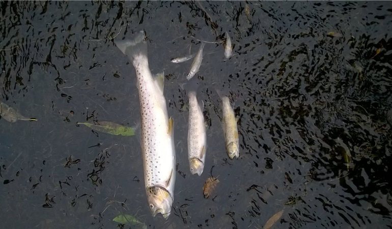 Dead fish in the river Clywedog 2018