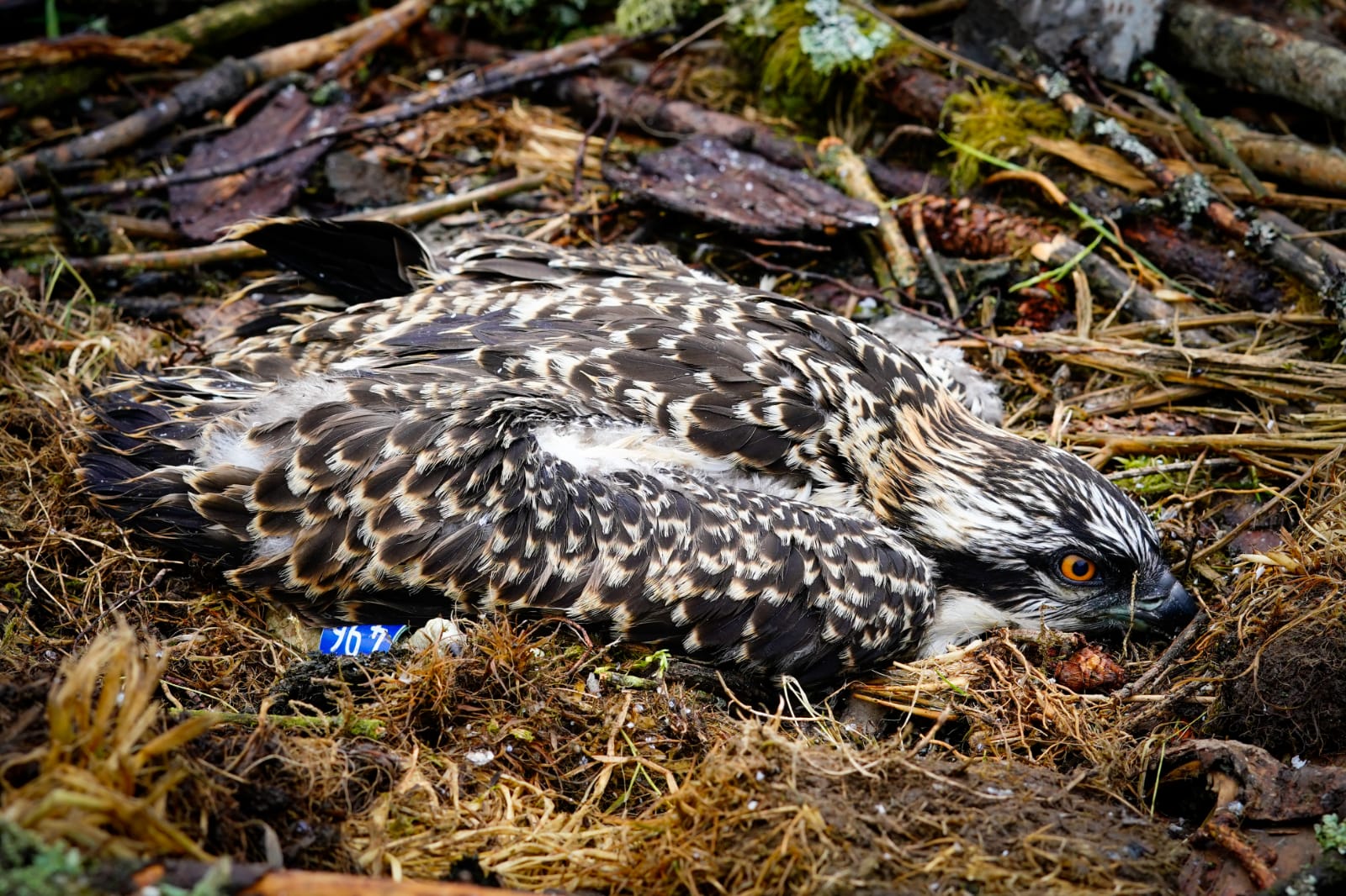 Osprey chick in the nest with a blue ring showing '496'