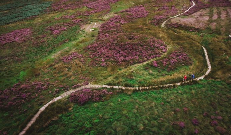 Two people walking on a winding path surrounded by purple heather