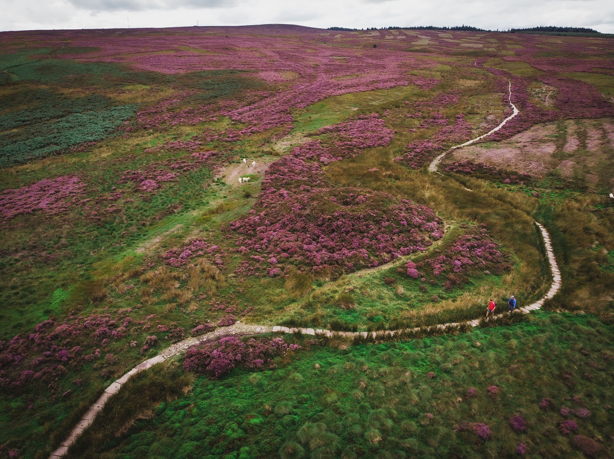 Two people walking on a winding path surrounded by purple heather