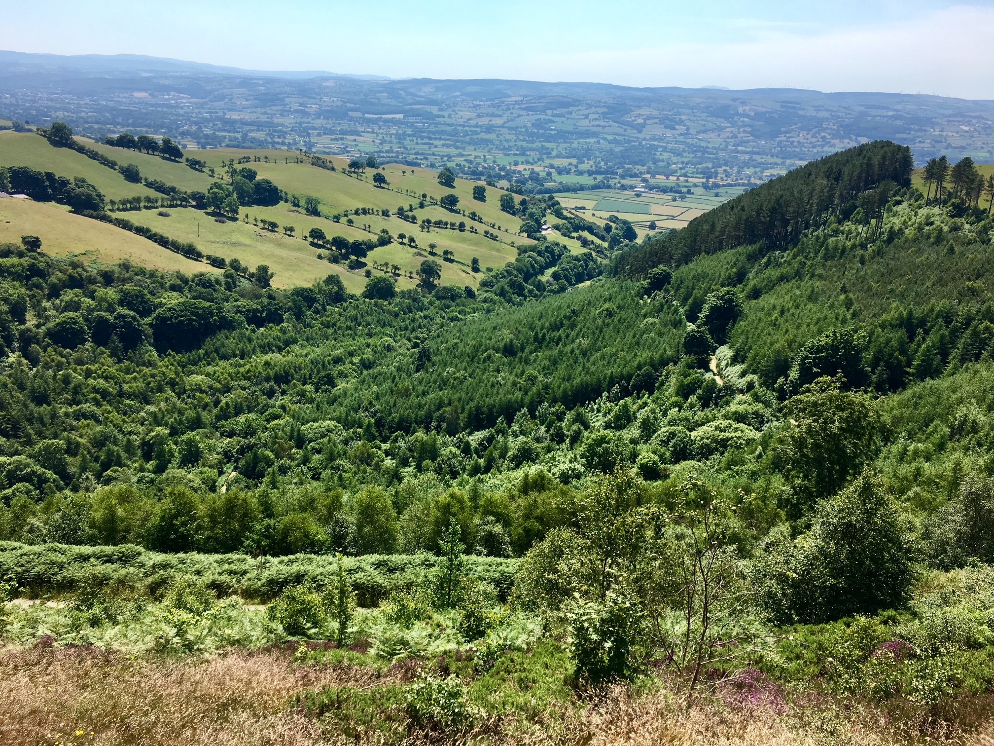 Llangwyfan Forest