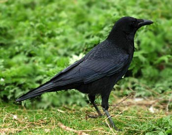 Crow