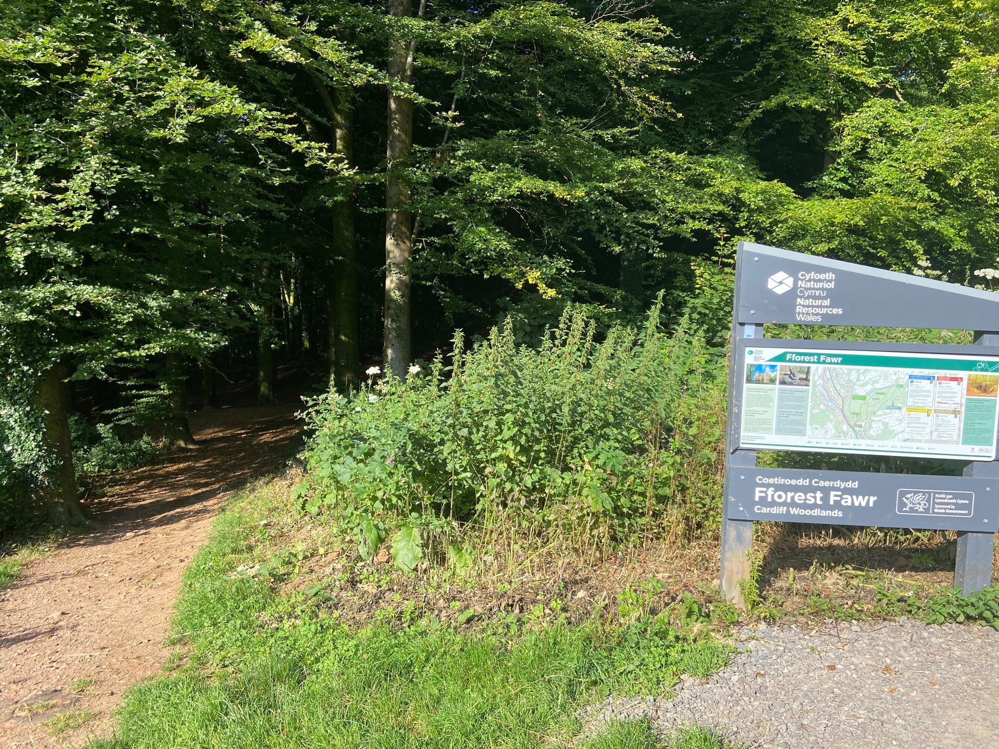 Photo of walking trail leading into the forest 