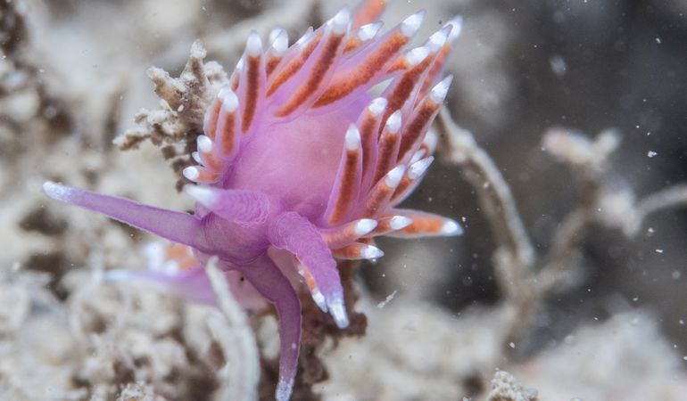 Photo of a violet sea slug taken in Pembrokeshire. Credit Matthew Green, NRW Photo of a violet sea slug taken in Pembrokeshire. Credit Matthew Green, NRW