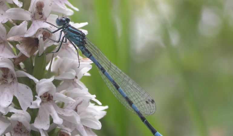Southern Damselfly on a flowering plant