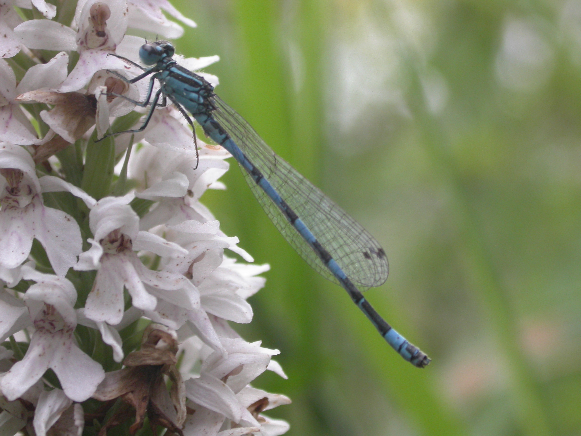 Southern Damselfly on a flowering plant