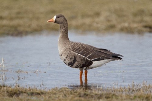 Greenland White fronted Goose, Photo credit: Edmund Fellowes