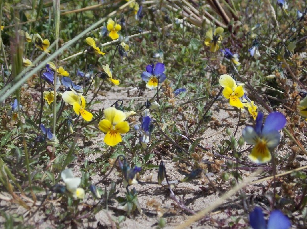 Dune Pansies 