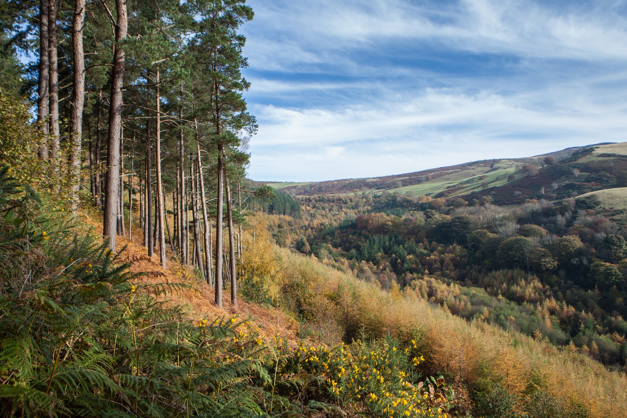 Coed ar ochr mynydd yn Moel Famau